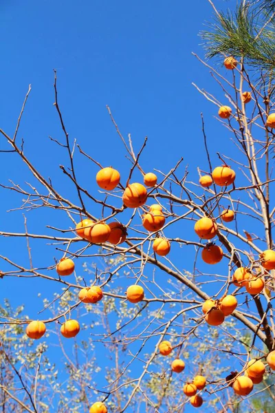 Cachi maturi su un albero in inverno — Foto Stock
