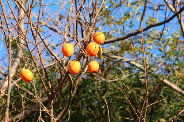 Dojrzałe persimmon na drzewo w zimie — Zdjęcie stockowe