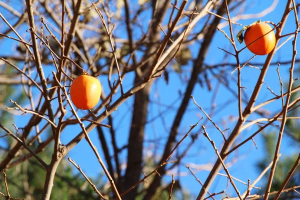 El caqui maduro sobre el árbol en invierno — Foto de Stock