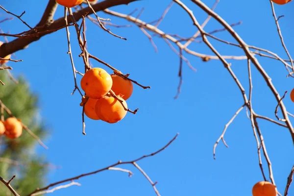 Cachi maturi su un albero in inverno — Foto Stock