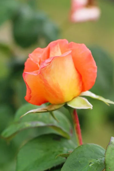 Lindas rosas estão florescendo no jardim — Fotografia de Stock