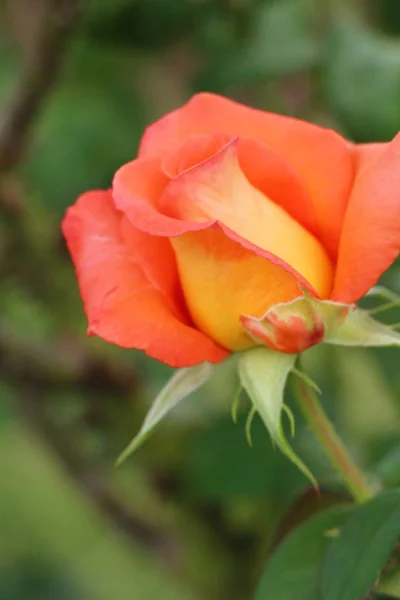 Hermosas rosas florecen en el jardín — Foto de Stock