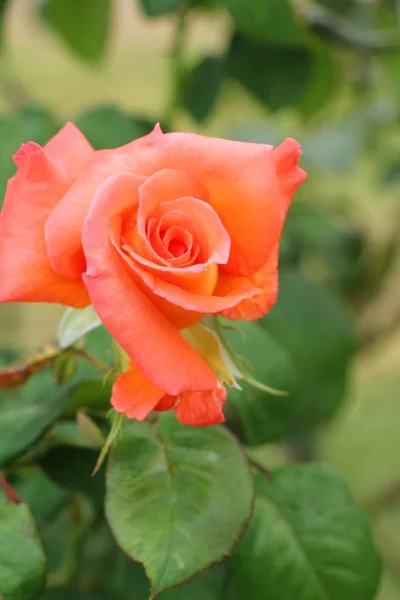 Hermosas rosas florecen en el jardín — Foto de Stock