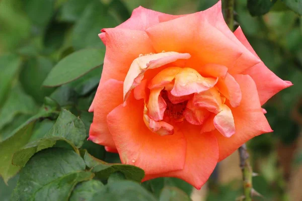 Красиві троянди цвітуть в саду — стокове фото