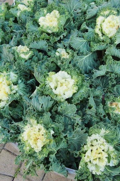 Kohl im Garten — Stockfoto