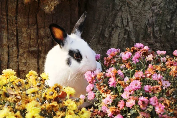 Rabbit white is lovely in flower garden — Stock Photo, Image