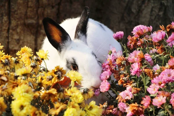 Coelho branco é lindo no jardim de flores — Fotografia de Stock