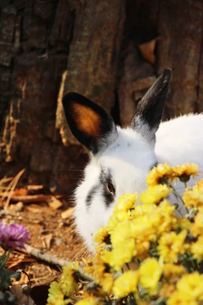 Conejo blanco es precioso en el jardín de flores — Foto de Stock