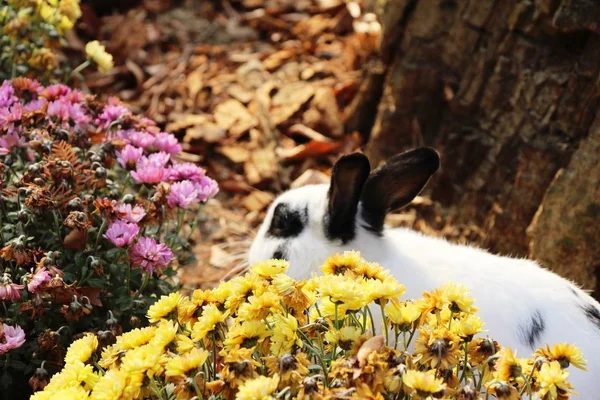 Biały królik jest piękny kwiat ogród — Zdjęcie stockowe