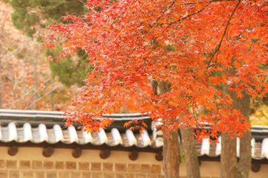 Kore kış sezonunda akçaağaç yaprakları