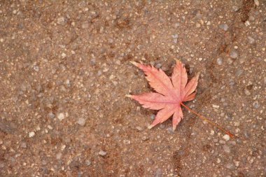 Kore kış sezonunda akçaağaç yaprakları