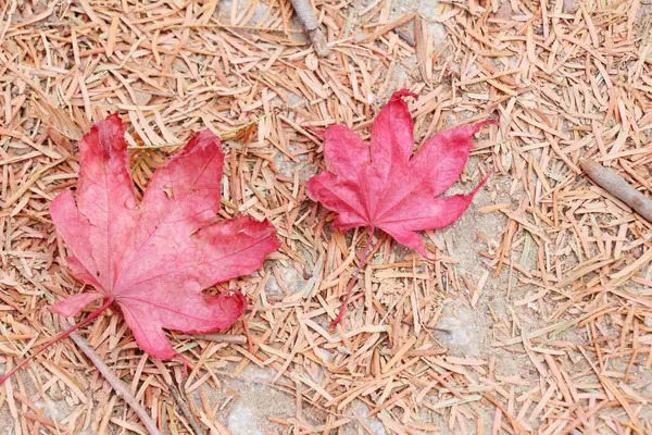 Klonowe listowie w sezonie zimowym w Korei — Zdjęcie stockowe