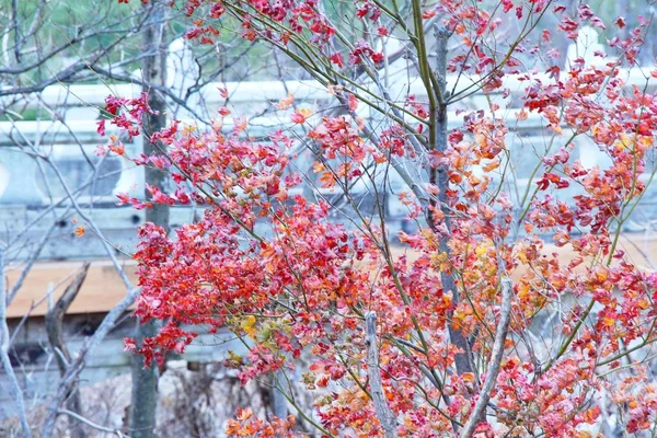 韩国冬季枫叶 — 图库照片