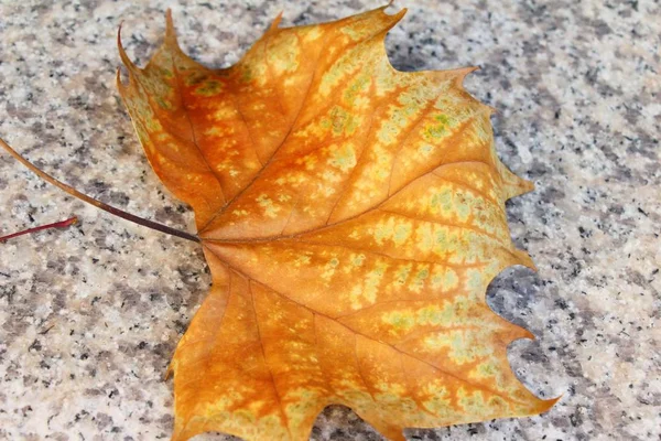 Hojas de arce en temporada de invierno en Corea — Foto de Stock