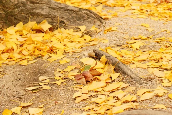 Ginkgo hojas con árbol durante el invierno en Corea —  Fotos de Stock