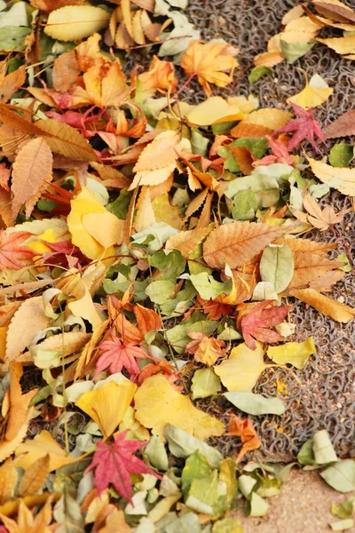 Maple leaves in winter season at Korea — Stock Photo, Image