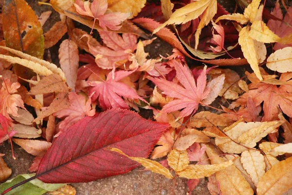 Maple leaves in winter season at Korea — Stock Photo, Image