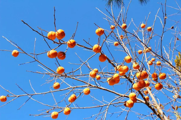 Cachi maturi su un albero in inverno — Foto Stock