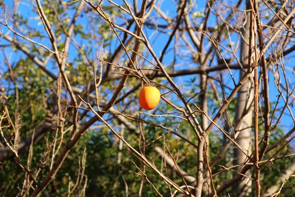 El caqui maduro sobre el árbol en invierno — Foto de Stock