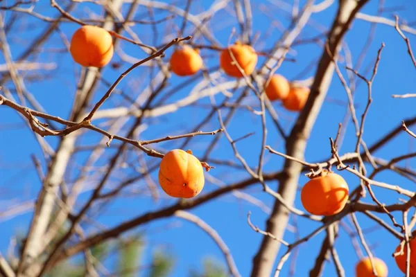 Cachi maturi su un albero in inverno — Foto Stock