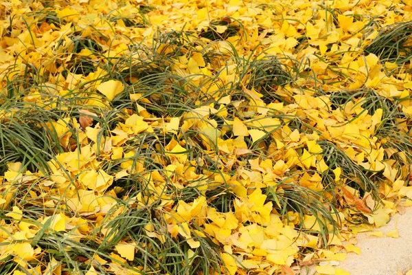 Ginkgo leaves with tree during winter in Korea — Stock Photo, Image