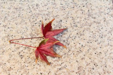 Kore kış sezonunda akçaağaç yaprakları