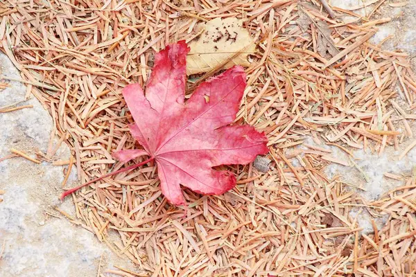 Hojas de arce en temporada de invierno en Corea — Foto de Stock