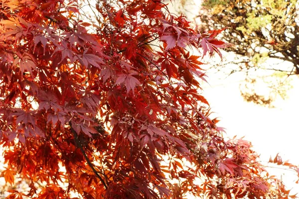 Ahornblätter in der Wintersaison in Korea — Stockfoto