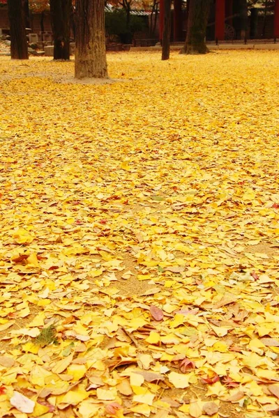 Ginkgo blad med träd under vintern i Korea — Stockfoto