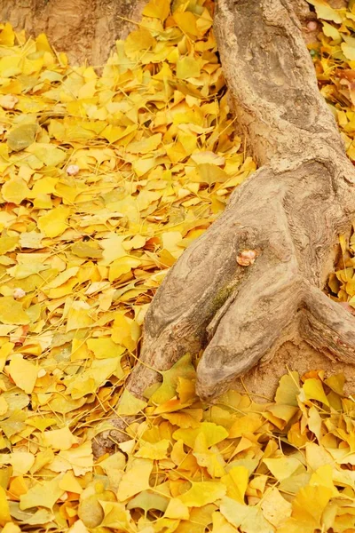 Ginkgo blad med träd under vintern i Korea — Stockfoto