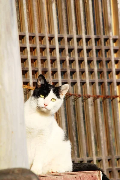 El gato es encantador están mirando — Foto de Stock