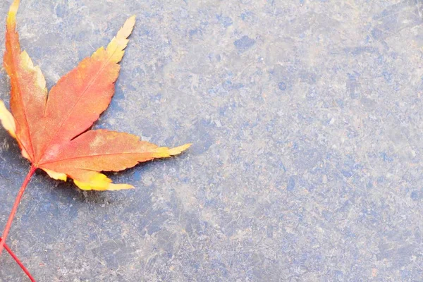 Hojas de arce en temporada de invierno en Corea — Foto de Stock