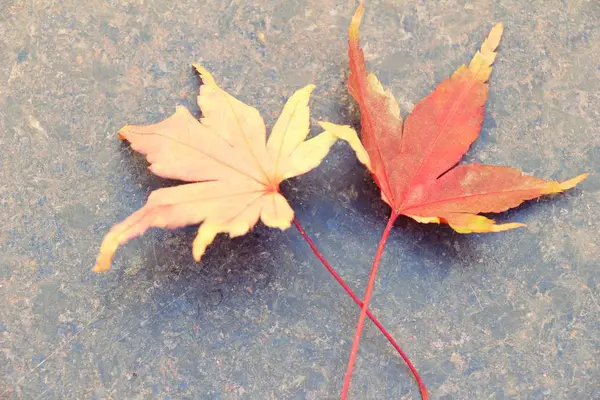 Hojas de arce en temporada de invierno en Corea — Foto de Stock