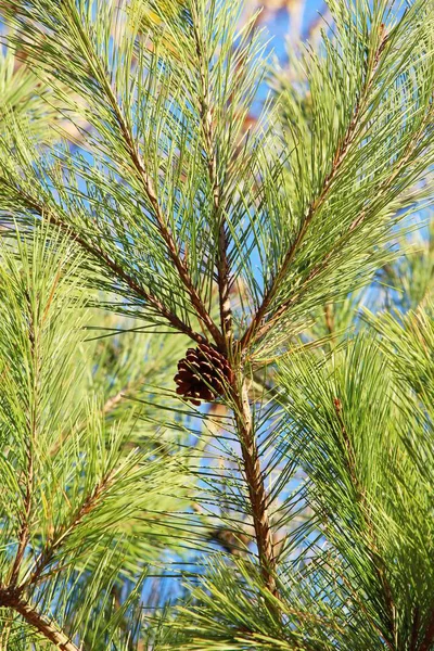 Tallar på våren med naturen, Korea — Stockfoto