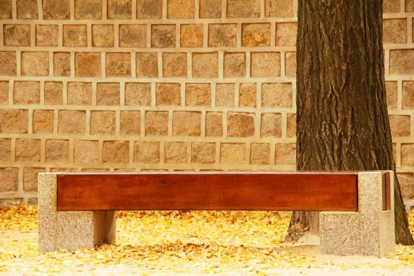 韩国公园带着银杏叶的长椅 — 图库照片