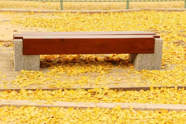 Скамейка с листьями гинкго в парке, Корея — стоковое фото