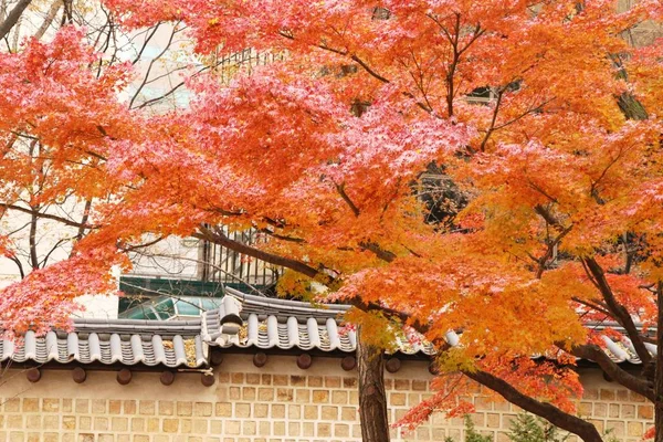 Folhas de bordo na temporada de inverno na Coréia — Fotografia de Stock