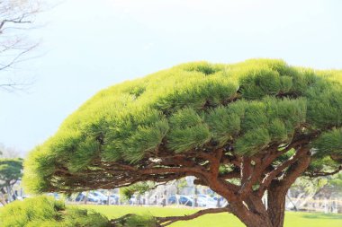 Bahar doğa, Kore ile çam ağaçları
