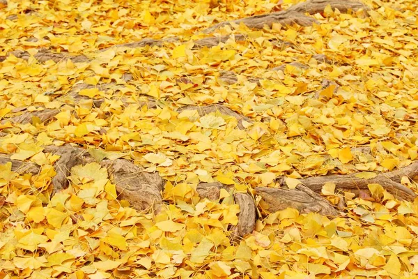 Ginkgo hojas con árbol durante el invierno en Corea —  Fotos de Stock