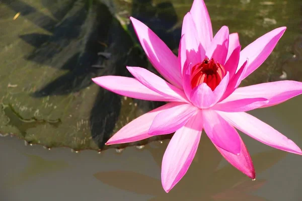 Vackra lotus i dammen med naturen — Stockfoto