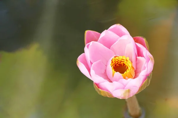 Beautiful lotus in the pond with nature — Stock Photo, Image