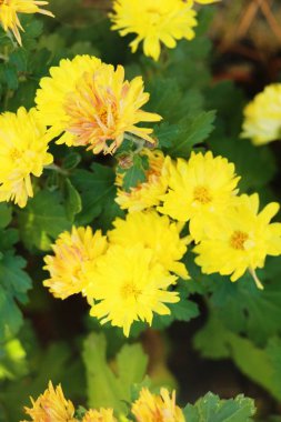 Krizantem morifolium bahçede güzeldir