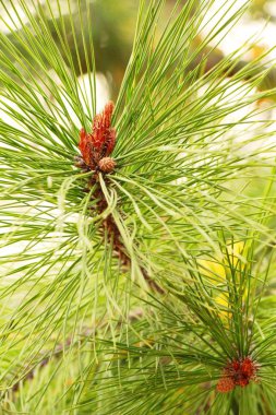 Bahar doğa, Kore ile çam ağaçları