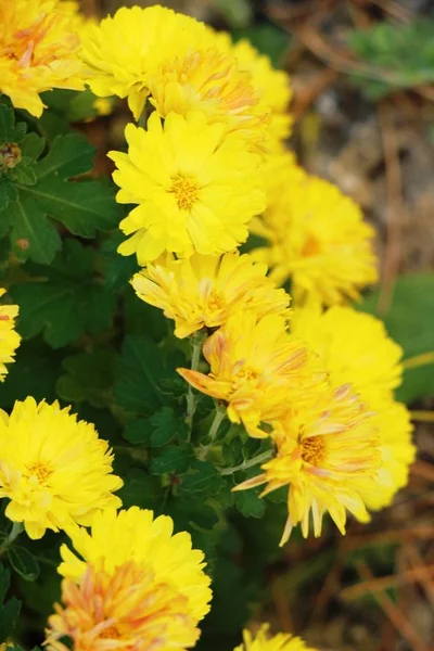 Chrysanthemum morifolium är vackra i trädgården — Stockfoto