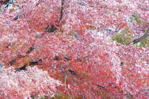 Kore kış sezonunda akçaağaç yaprakları — Stok fotoğraf