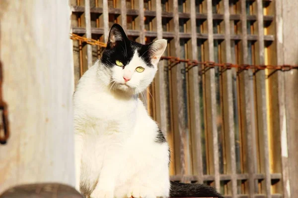 El gato es encantador están mirando — Foto de Stock