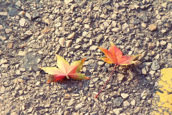 Folhas de bordo na temporada de inverno na Coréia — Fotografia de Stock