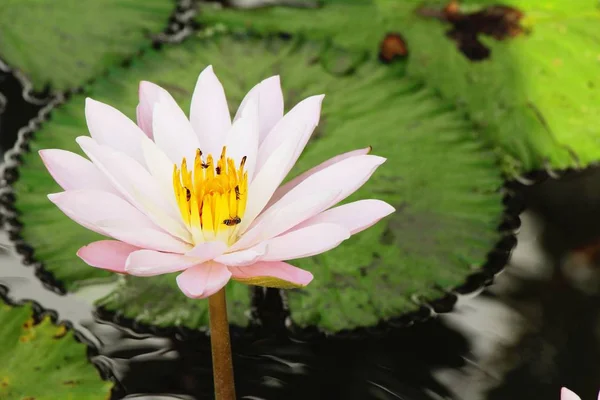 Mooie lotus in de vijver met de natuur — Stockfoto