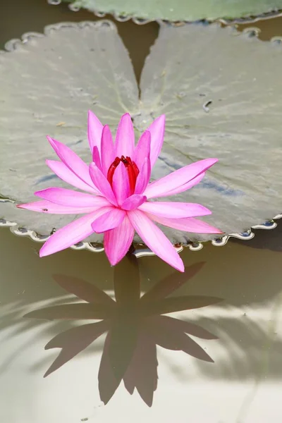 Hermoso loto en el estanque con la naturaleza — Foto de Stock