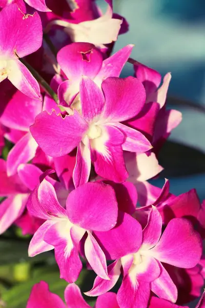 Květ orchideje na krásné v přírodě — Stock fotografie